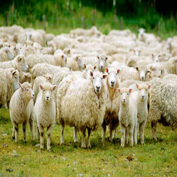 Cattle