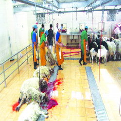 The Sacrifice and its Rulings