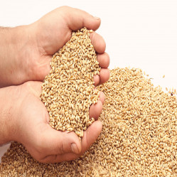 Zakat al-Fitr